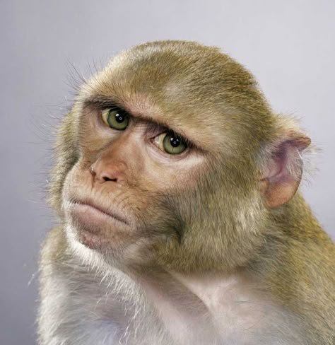 Jill Greenberg, Macaque Monkey, Cat Profile, Chara Design, Monkey Pictures, Great Ape, Pet Monkey, Monkeys Funny