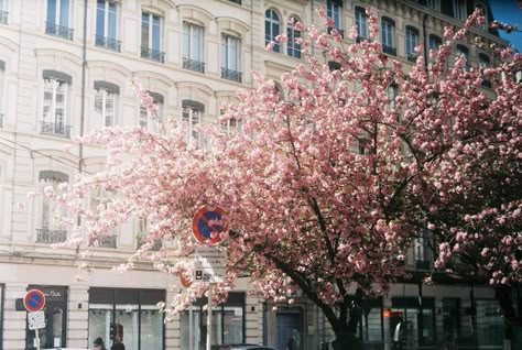 Cinematic Photography, Album Photo, Nature Aesthetic, Pretty Places, Pretty Pictures, Film Photography, Aesthetic Pictures, Pretty In Pink, Rome