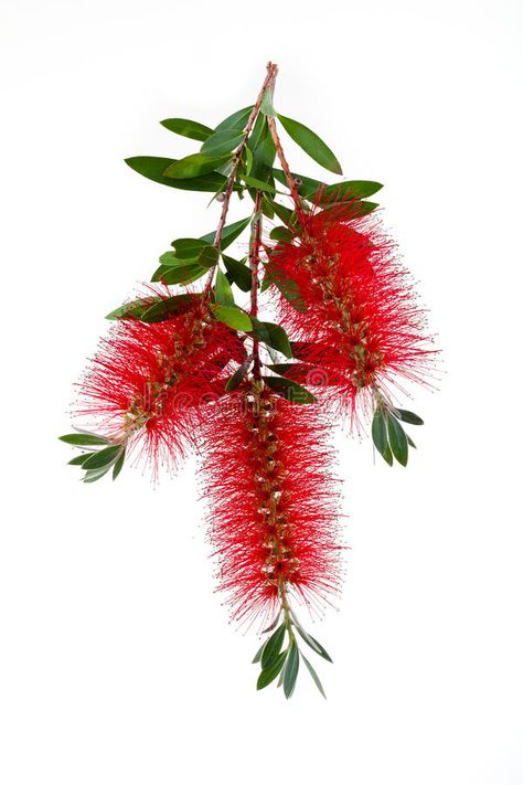 Bottlebrush. Flowers of bottlebrush on white background #Sponsored , #AD, #Ad, #Flowers, #white, #bottlebrush, #Bottlebrush Australia Native Plants, Bottlebrush Flower, Bottlebrush Drawing, Bottle Brush Plant, Bottlebrush Trees, Native Australian Flowers, Bottlebrush Plant, South African Flowers, Botanical Flowers Print