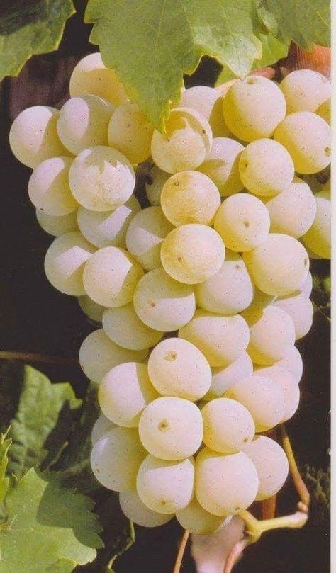 Fruits And Vegetables Pictures, White Grapes, Grape Tree, Tasty Cookies, Vegetable Pictures, Tasty Desserts, Fruit Picture, Whip Cream, Types Of Fruit