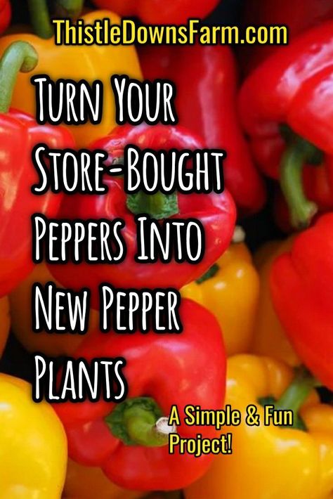 Next time you buy peppers from the store, don't just dice them up and throw away the seeds. Plant them instead! This is a fun and simple project that you and your kids will have a blast doing together. A lot can be learned from this project about gardening and seed starting as well. So take a look at this article and you will be well on your way to growing your own pepper plants. I bet you'll be surprised just how easy it is! How To Start Bell Peppers From Seed, Bell Pepper Seeds How To Grow, Planting Bell Peppers From Seeds, How To Plant Peppers From Seeds, Growing Peppers In Garden, Growing Bell Peppers From Seeds, How To Grow Peppers From Seeds, How To Grow Bell Peppers, How To Grow Bell Peppers From Seeds