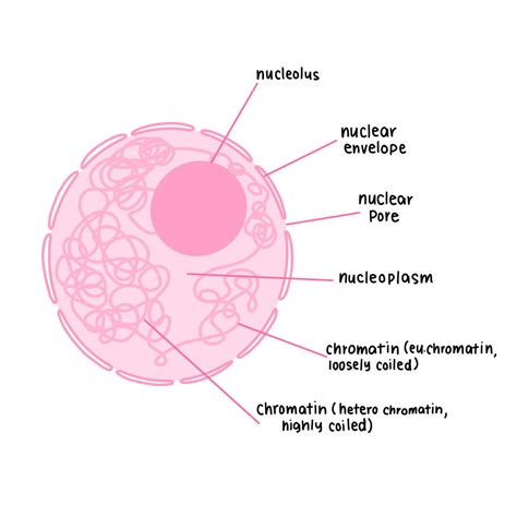 Structure Of Nucleus, Nucleus Diagram, Bio Diagrams, Human Cell Diagram, Studying Aboard, Cell Drawing, Biology Aesthetic, Central Dogma, Biology Diagrams