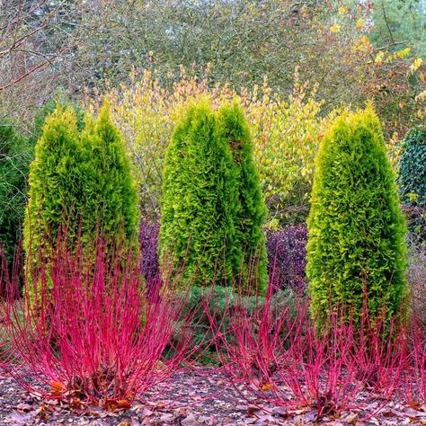 10 Fast-Growing Plants That Maximize Curb Appeal | Family Handyman Dogwood Hedge, Fall Butterflies, Flowering Hedge, Dogwood Shrub, Plants For Yard, Flowers That Attract Butterflies, Mountain Drive, Red Twig Dogwood, Fast Growing Shrubs