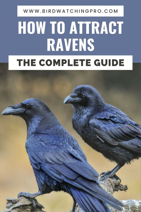 How to Attract Ravens Crow Facts, Crow Spirit Animal, Pet Raven, Raven And Wolf, Bird Facts, Animal Spirit Guides, Crow Bird, Crows Ravens, Backyard Birds