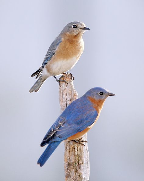 Eastern Bluebird, Nature Birds, Yellow Bird, Bird Pictures, Realistic Drawings, Reference Images, Male And Female, Bluebird, Birdy