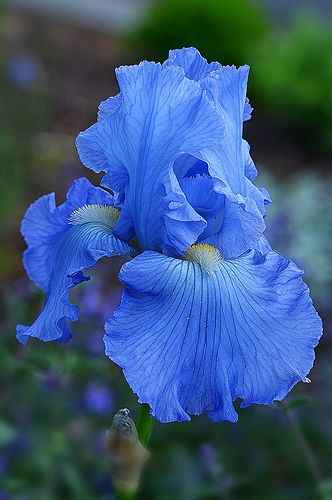 Blue Bearded Iris | photo Blue Bearded Iris, Bearded Iris Flowers, Blue Iris Flowers, Iris Painting, Imperial College London, Blue Iris, Iris Garden, Bearded Iris, Iris Flowers