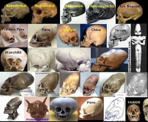 Skulls Elongated Skulls, Alien Theories, Cro Magnon, Starověký Egypt, Alien Skull, Ancient Astronaut, Unexplained Phenomena, Aliens And Ufos, Ufo Sighting