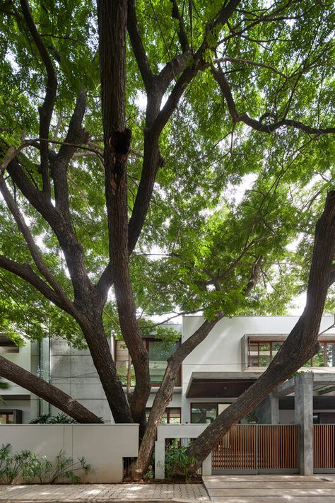 Raintree House, Khosla Associates, Stairwell Wall, Compound Wall, Backyard Garden Landscape, Tropical Architecture, Luxury Pools, House Arch Design, Tree Canopy