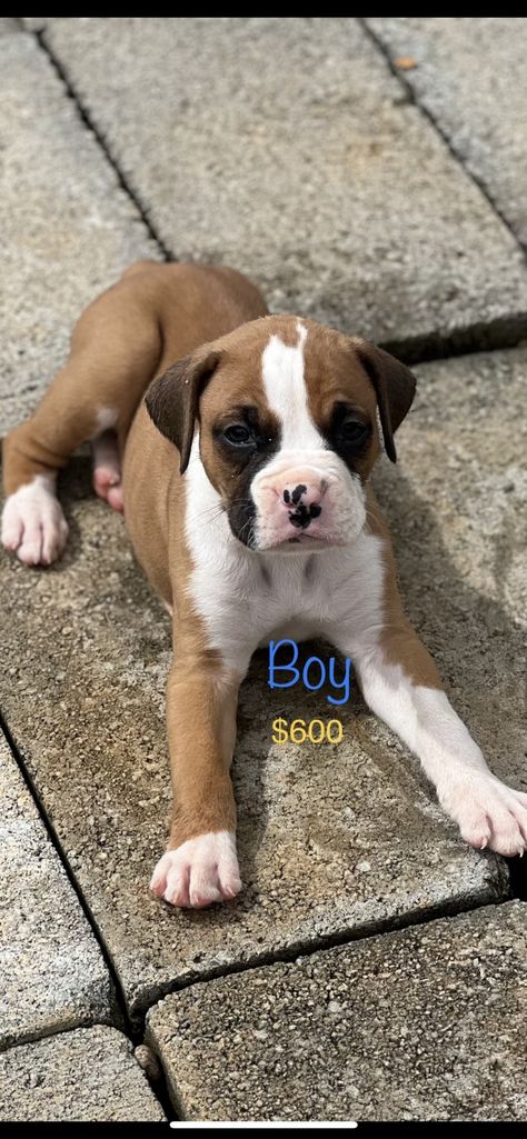 Boxer Puppies For Sale | Conway, AR Boxer Puppies For Sale, Boxer Breed, Boxer Puppies, Spaniel Puppies, Puppy Breeds, Pet Puppy, American Bully, Charles Spaniel, Cavalier King Charles Spaniel