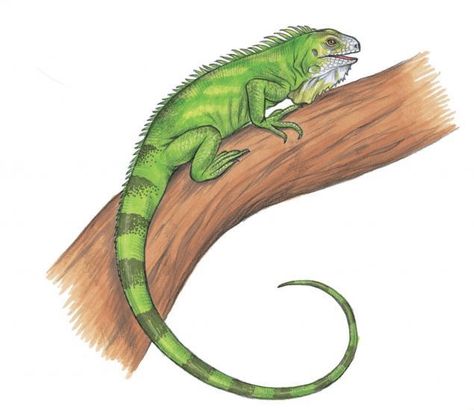 Lizard Iguana Tattoo, Green Iguana, With Tattoo, Colored Pencil Artwork, Forest Color, Green Animals, Pix Art, Virtual Art, Africa Art