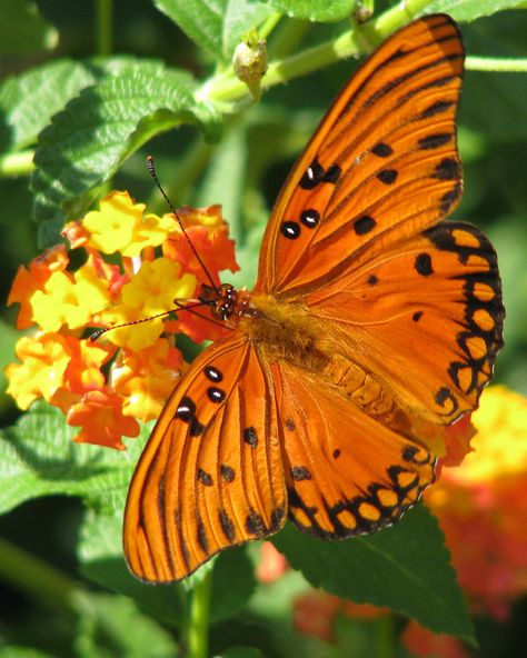 Fritillary Butterfly, Wings Pattern, Beautiful Wings, Cool Insects, Butterfly Dragon, Butterfly Species, Animal Reference, Wallpapers For Desktop, Challenge Group