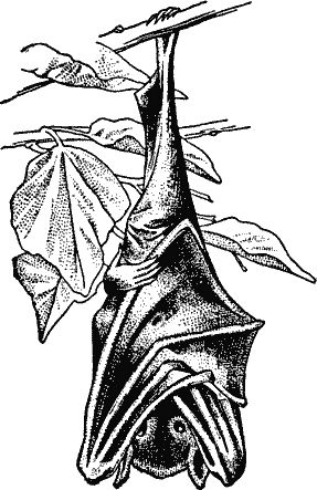 Bat Sketch, Bat Clip Art, Bats Tattoo Design, Optical Illusion Tattoos, Illusion Tattoos, Becoming A Tattoo Artist, Hanging Bat, Bat Art, Bat Tattoo