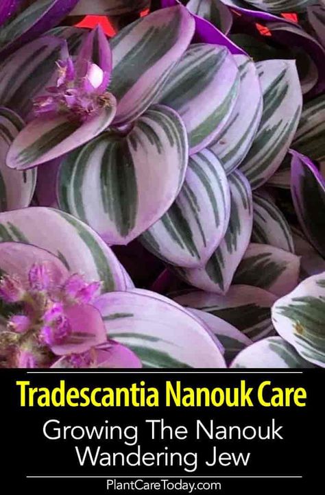 Tradescantia Nanouk (Nanouk Wandering Jew Plant) trailing, small, zebra-patterned leaves, variegated, tiny wildflowers in tricolors. Tradescantia Nanouk Care, Wandering Jew Plant Care, Tradescantia Plant, Wondering Jew, Jew Plant, Wandering Jew Plant, Types Of Houseplants, Wandering Jew, Plant Wishlist