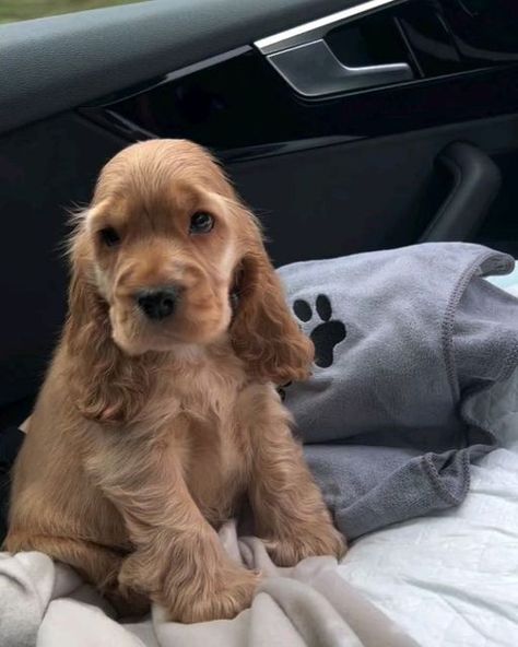 cocker dog 🐕 on Instagram: "💕💕💕💕  By @amber_the_cocker_spaniel_2023 @run.reggie.run  .  #cockerspaniel" English Show Cocker Spaniel, Golden Spaniel Puppy, Spanish Cocker Spaniel, Red Cocker Spaniel Puppies, Cocker Spaniel Training, Cocka Spaniel, Cokers Spaniel, Cockalier Puppies, Cocker Spaniel Adult