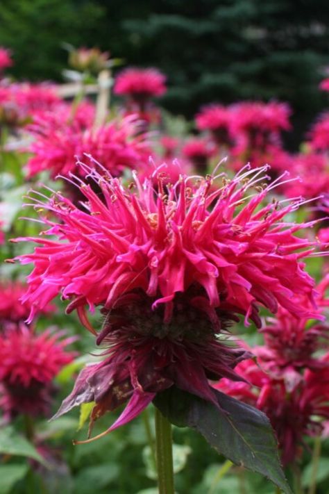 Bee Balm reseeds itself readily.  It is especially fragrant when the leaves this out in the Spring.  Hummingbirds are also big fans of this particular flower.   #beebalm #balm #bee #beebalm #butterfly #didyma #edible #flower #garden #landscape #monarda #perennial #plant #pollinator Beebalm Flowers, Elderberry Flower, Phlox Plant, Edging Plants, List Of Flowers, Backyard Flowers, Garden Design Layout, Bee Balm, Bee Garden