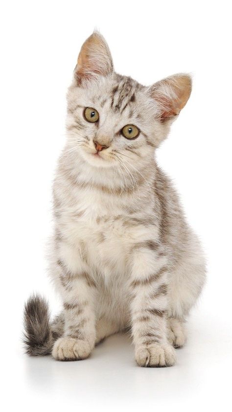 Cats Png, Beautiful Cats Pictures, Animal Printables, Cat Reference, Grey Cat, Cat Pose, Cute Cats Photos, Cat Photography, Fluffy Animals