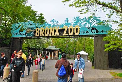 Courtesy of TripAdvisor Member spallared Zoo Entrance, Photo New York, Bronx Zoo, School Field Trip, I Love Ny, Nyc Trip, Concrete Jungle, Animal Rights, Field Trip