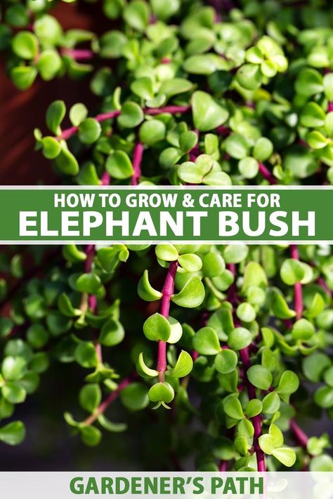 With emerald-green leaves, elephant bush is an easy-care houseplant that can stand up to neglect. This succulent has low water needs, plus it’s nontoxic and fun to propagate. Read our guide now on Gardener’s Path to learn how to grow and care for elephant bush. #elephantbush #spekboom #dwarfjade #gardenerspath Spekboom Garden Ideas, Elephant Bush Care, Elephant Jade Plant, Elephant Bush Plant, Elephant Food Plant, Rainbow Elephant Bush, Elephant Bush Succulent Care, How To Take Care Of Elephant Ear Plants, Elephant Eats Plants