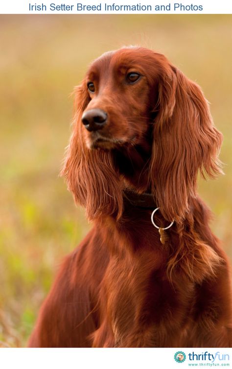 This guide contains Irish setter breed information and photos. These beautiful dogs are highly intelligent and independent in nature, and make  loyal and affectionate companions. Irish Setter Puppy, Irish Red Setter, Red And White Setter, Irish Setter Dogs, Irish Setter, Hunting Dogs, Dog Portraits, Dog Photos, Training Tips