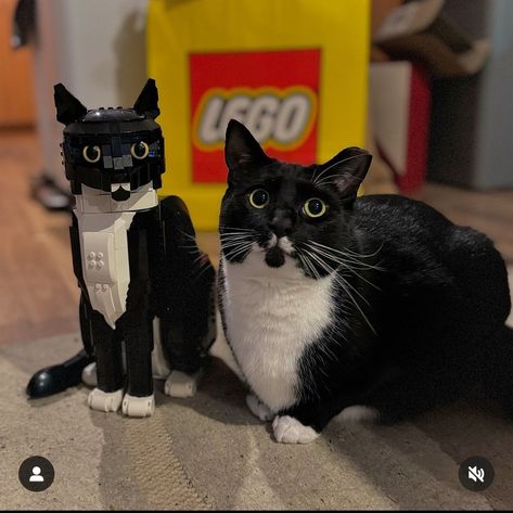 Real Cat, Dragon Puppet, Cute Instagram, Kitty Stuff, Adorable Cats, Tuxedo Cat, Match Me, Lego Ideas, My Boy