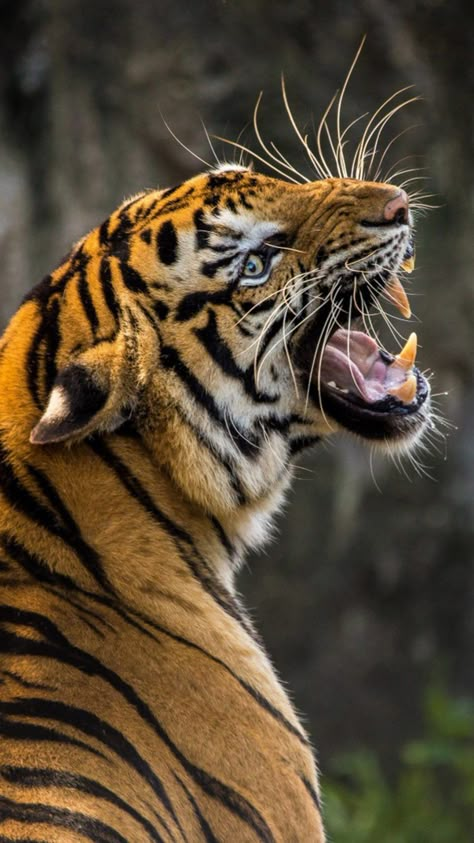 Roaring Tiger HD Mobile Wallpaper. Tiger Fotografie, Funny Bed, Giant Tiger, Tiger Photography, Angry Tiger, Tiger Roaring, Angry Animals, Aesthetic Rainbow, Tiger Wallpaper