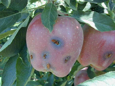 Get It Growing: The codling moth is a growing problem in Clallam County orchards | Sequim Gazette Teaching Gardening, Codling Moth, Moth Fly, Master Gardener, Apple Harvest, Best Fruits, Apple Tree, In The Flesh, Fruit Trees