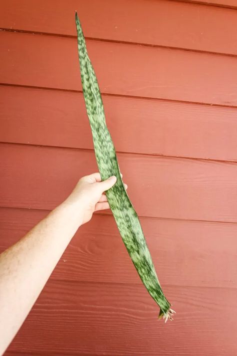 Snake Plant Indoor, Snake Plant Propagation, Snake Plant Care, Plants At Home, Snake Plants, Plant Indoor, Household Plants, Plant Growing, Plant Cuttings