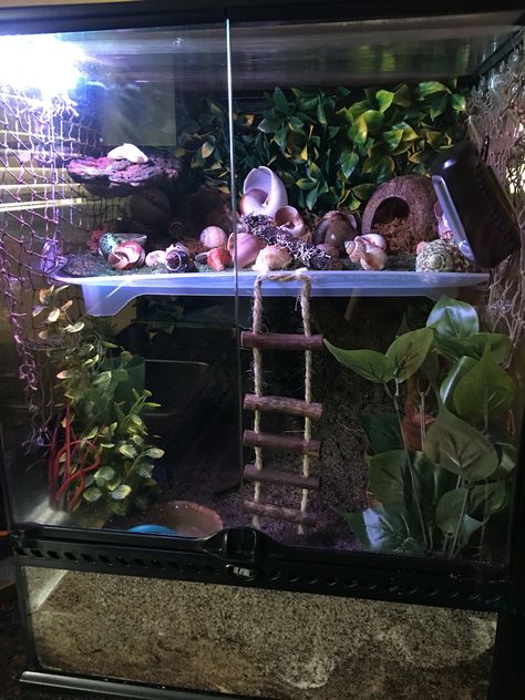 Hermit crab habitat Hermit Crab Cage, Hermit Crab Homes, Crab Habitat, Hermit Crab Habitat, Crab Tank, Hermit Crab Tank, Fiddler Crab, Hermit Crab Shells, Stick Diy