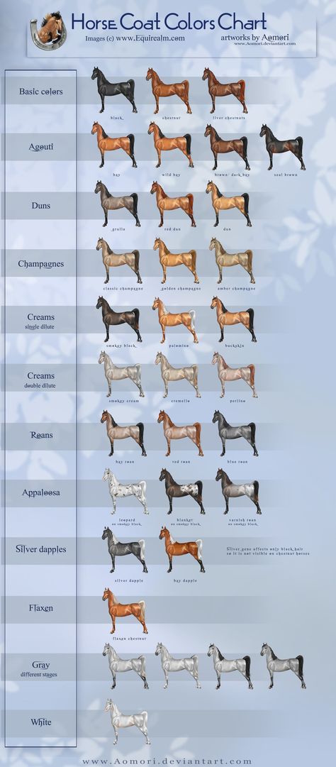 Equine Coat Color | Horse coat colors chart by Aomori on deviantART Horse Color Chart, Colors Chart, Horse Markings, Horse Coat Colors, Horse Information, Horse Facts, Horse Anatomy, Horse Camp, American Saddlebred