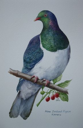 Kereru-NZ Wood Pigeon Watercolour 200x300mm Manu Tattoo, Nz Flowers, Nz Artists, Nz Birds, New Zealand Birds, Team Table, Birds Drawing, New Zealand Tattoo, Wood Pigeon