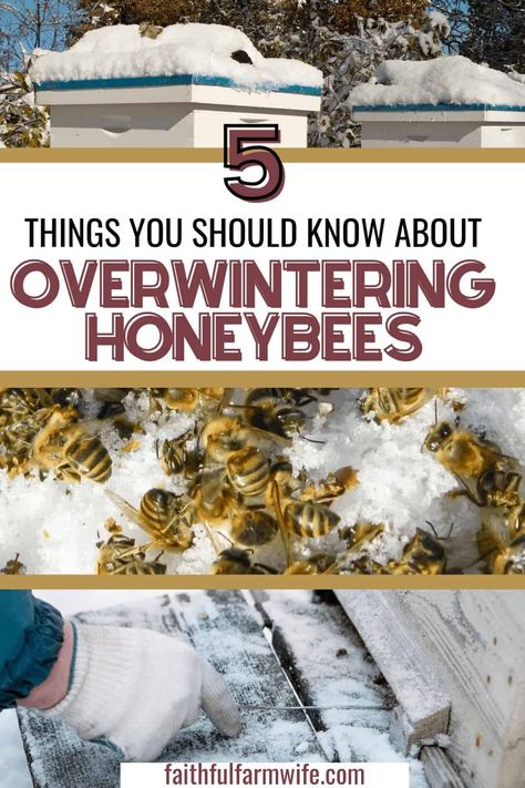 Beekeeping Diy, Apiary Beekeeping, Honey Bee Farming, Honey Bee Facts, Honey Bees Keeping, Keeping Bees, Urban Beekeeping, Bee Safe, Backyard Bee