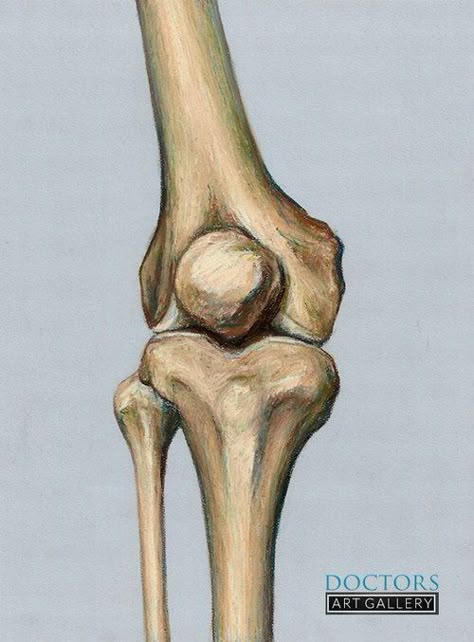 Antonomy Refrence, Knee Anatomy Drawing, Knee Anatomy, Human Knee, Anatomy Images, Anatomy Bones, Leg Bones, Drawing Legs, Human Anatomy Art