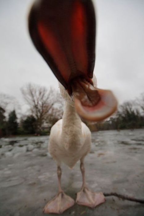 DUCK! I admit to this at times when my kids are driving me   n u t s !!  lol Funny Duck, Duck Face, Hapkido, Baby Ducks, Bones Funny, Beautiful Creatures, Beautiful Birds, Animals Beautiful