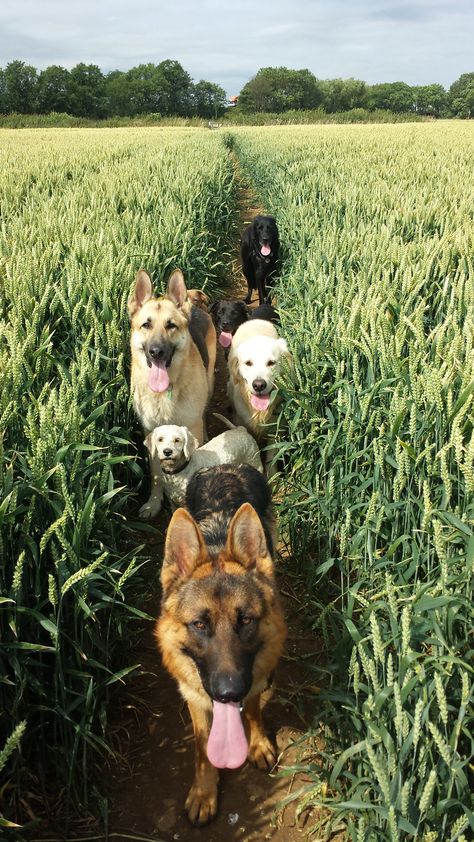 Dog Pack Aesthetic, Pack Of Dogs Aesthetic, Puppy Farm, Lots Of Dogs, Pack Of Dogs, Dog Farm, Therapy Dog Training, 3 Dogs, Farm Lifestyle