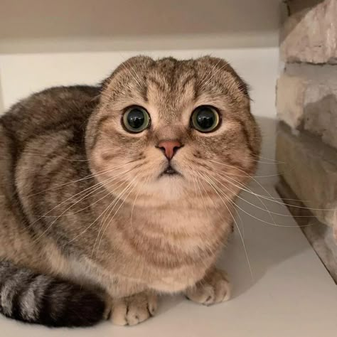 Munchkin Cat Scottish Fold, Scottish Fold Cats, Scottish Fold Kittens, Cat Lol, All Cat Breeds, Cat Anatomy, Munchkin Cat, Cute Cats Photos, Scottish Fold