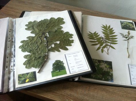 Herbarium Book Ideas, Plant Notebook, Botanical Sketchbook, Nature Journaling, Pressed Flower Crafts, Plant Journal, Plant Book, Pressed Flower Art, Journal Aesthetic