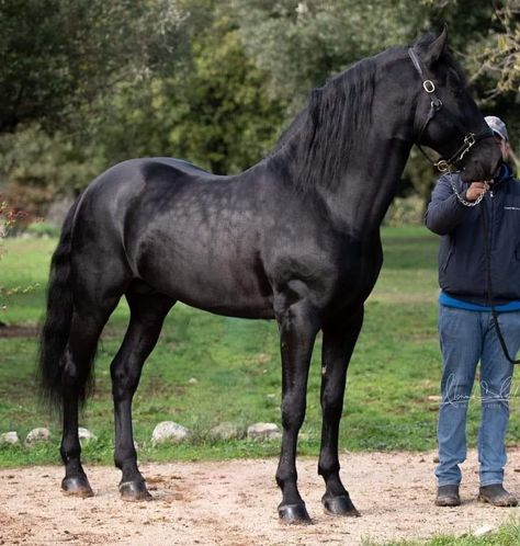 Black Dapple Horse, Black Shire Horse Aesthetic, Unusual Horse, Different Horse Breeds, Horse Markings, Horse Coat Colors, Horse Colors, Horse Aesthetic, Black Horses