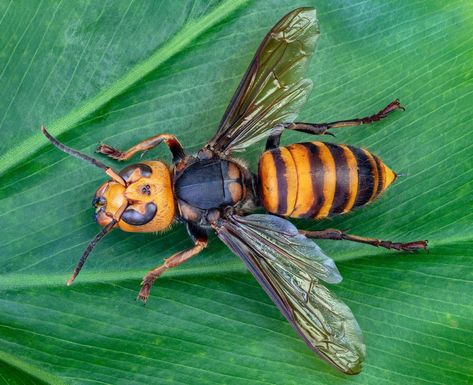 Northern giant hornet | Description, Sting, Life Cycle, Risk, & Facts Japanese Hornet, Hornet Wallpaper, Japanese Giant Hornet, Hornet Sting, Armor Tattoo, Honey Bee Hives, Bees And Wasps, Korean Peninsula, Insect Pest