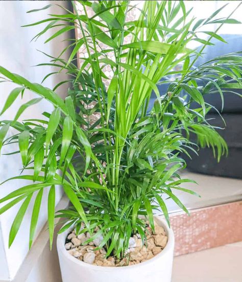 Cat Palm Care - Surprising Facts! | Plantophiles Cat Palm Outdoor, Cat Palm Care, Cat Palm Indoor, Palm Plant Indoor, Eco Therapy, Cat Palm, Palm Trees Garden, Palm House Plants, Planting Plants