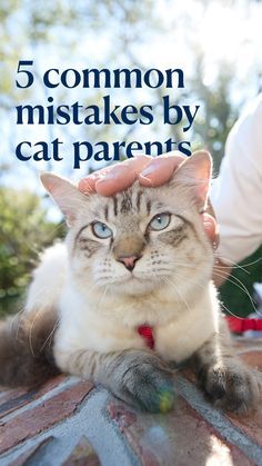 How To Convince Your Parents For A Cat, First Time Cat Owner, Cat Advice, Cat Parents, Cat Proofing, Scared Cat, Cat Hacks, Cat Care Tips, Kitten Love