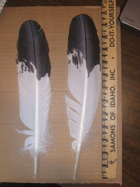 Native American Imitation Immature Golden Eagle Tail Feathers Powwow Roach | #1879485944 Golden Eagle Feather Tattoo, Eagle Feather Drawing, Bald Eagle Feather, Eagle Feather Tattoos, Feathers Tattoo, Rope Tattoo, Know Your Power, Eagle Mask, Two Feathers