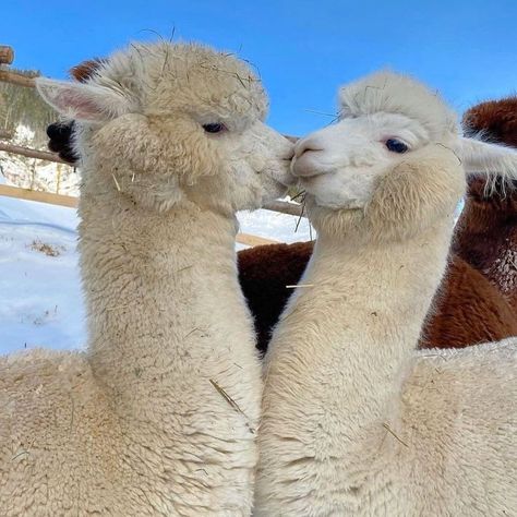 Alpacas Cute, Cute Animal Pfp, Alpaca Facts, Cute Lama, Animal Pfp, Cute Animal Character, Eat More Plants, Carnival Of The Animals, Vegan Challenge