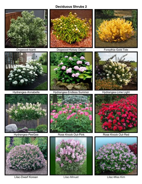 Softscape Landscape, Landscaping Shrubs, Shrubs For Landscaping, Front Lawn Landscaping, Flower Garden Plans, Small Front Yard Landscaping, Front Garden Landscape, Front Yard Garden Design, Lawn And Landscape