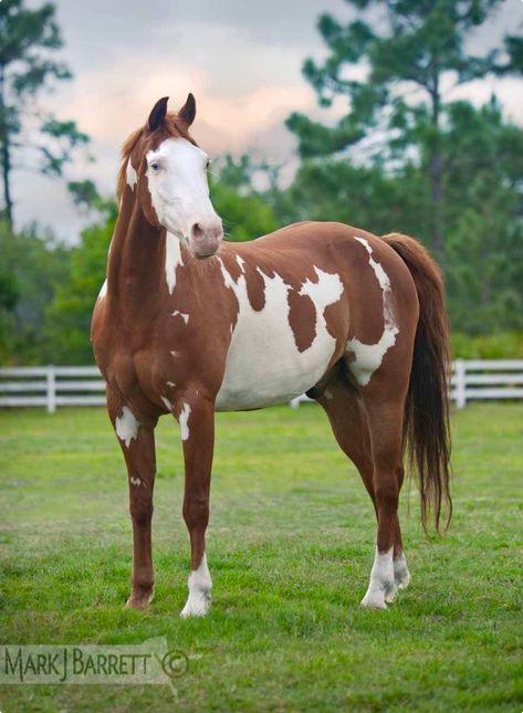 Stunning American paint horse stallion, chestnut and white with blue eyes. (Mark J. Barrett) Cheval Pie, Pinto Horses, American Paint Horse, Painted Ponies, Gorgeous Horses, Paint Horses, Painted Horses, Horse Pics, Pinto Horse