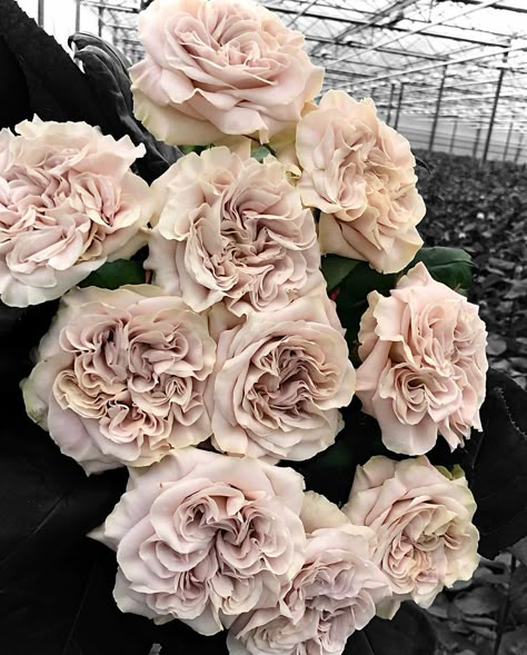 VipRoses on Instagram: “Rosa ‘Westminster Abbey’ still a stunner wedding season. #westminsterabbeyroses #viproses ⁣ .⁣ .⁣ .⁣ .⁣ .⁣ #vipflowers #wedding…” Westminster Abbey Rose, Wedding Roses, Chanel Flower, Pink Roses Wedding, Acrylic Flower Painting, Cut Flower Farm, Flower Farmer, Rose Arrangements, Planting Roses