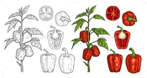 Branch of Sweet Bell Peppers Plant with Leaf Bell Pepper Drawing, Bell Pepper Plant, Posters Kpop, Pepper Plant, Sweet Bell Peppers, Pepper Plants, Hand Drawn Illustration, Design Posters, Design Board