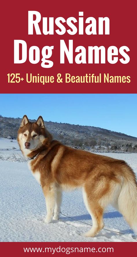 Stunning, gorgeous dog names inspired by the Russian culture. A unique option for your new dog! Russian Last Names, Scary Dog Names, Russian Dog Breeds, Dog Commands In Russian, Boxer Dog Tattoo, Russian Dogs, Siberian Husky Names, Dog Names Unique, Best Dog Names