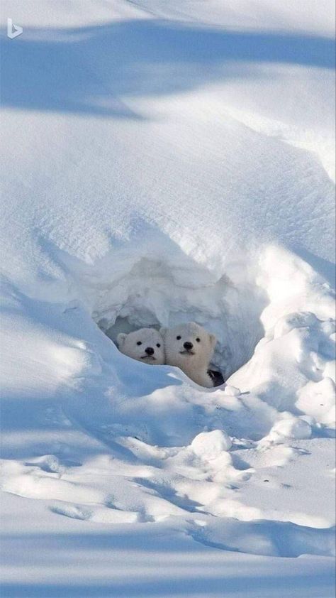 Polar Bear On Ice, Polar Bear Images, Save The Polar Bears, Antarctic Animals, Animal Therapy, White Polar Bear, Bear Images, Therapy Animals, Bear Photos