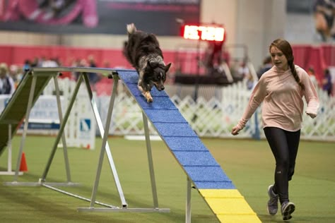 How Do Dog Agility Competitions Work? – American Kennel Club Dog Agility Course, German Shepherd Training, Service Dog Training, Dog Sports, Dog Training Advice, Puppy Training Tips, Dog Training Videos, Indoor Pets, Best Dog Training