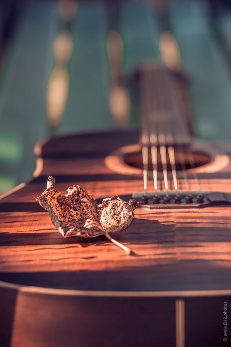 Herbst in Park Benrath by George Hecht on 500px Bass Quotes, Acoustic Guitar Photography, Breathtaking Photography, Guitar Photos, Guitar Photography, Music Lyrics Quotes Songs, Music Backgrounds, Music Images, Fb Covers